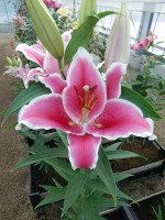 [5531 PO34 LUN 569 No02.JPG]